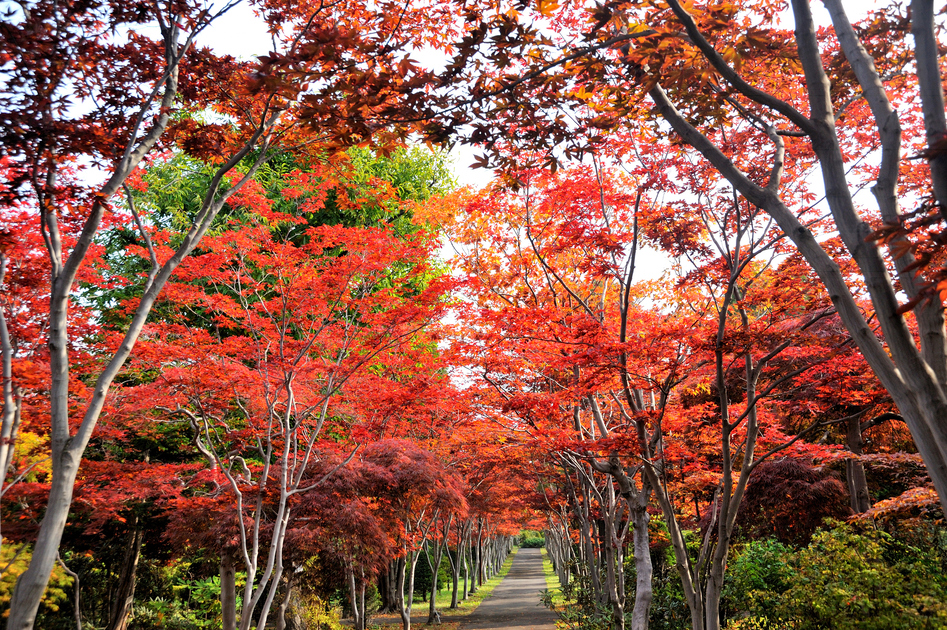 札幌市清田区の特徴と相続登記の必要性
